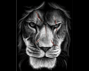 6v3| B&W Lion