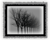 Take5 -Black/White Trees