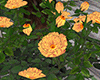 #oN Spring Heart Tree
