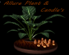 ~ ALLURE PLANT & CANDLE~