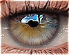 Eyes | Brown Gray
