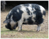 Pig II