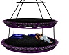 purple nest swing