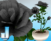 Fleuriste Black Roses P
