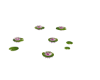 Pink Water Lily's