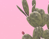 Cactus Plants