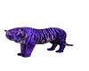 Black N Purple Tiger