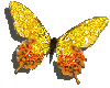 [ARG] Butterfly Yellow