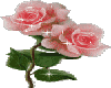 (G) Dual pink roses