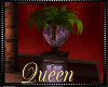 !Q Plant Potted