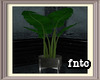 *F*  indoor Plant 5