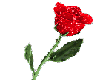 Red glitter rose