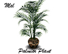 Palmier Plant
