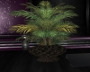 Palm Plant v1