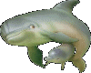 Dolphin 18