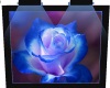 Blue Rose Pic