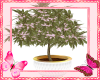 Cherry Blossom Pot Plant