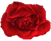 (SW)rose