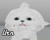 Snow Fluffy Puppy Fur.