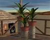 SMALL TROPICAL PLANTS