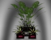 (PM) Potted Plants