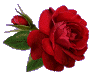 [AIB]Red Glitter Rose