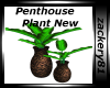 Penthouse Plant New