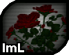 lmL Midnight Rose Bush