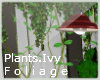 8:Plants.Ivy