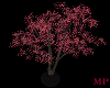 *Pink Magnolia Tree*