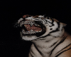 tiger puss