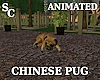 SC Anim Chinese Pug