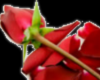 Rose on petals sticker