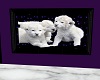 White Lion cubs in frame