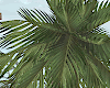 Add on Beach Island
