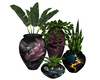 plantes vertes 4 pots