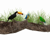 Birds Exotic