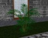 garden palm