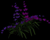 Wiccan Purple Flowers
