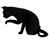 SCHWARZER KATER - CAT