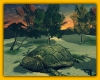 Turtle beach