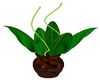 L.T Potted Plant