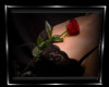 Romantic dark rose