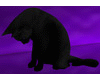 Black House Cat {F}