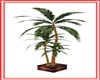 (S&Y)ornamental plant