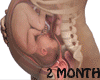 Ǝ/2 Month Fetus