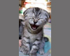 Laughing Kitten