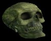 Skull *Moss