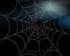 TW spider in web