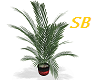 SB* May Palm Plant ~1